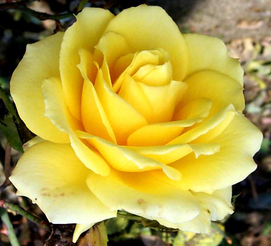 http://www.midgard.net/~strata/digipix/sjrosegardens/great-yellow-rose-closeup-644.jpg